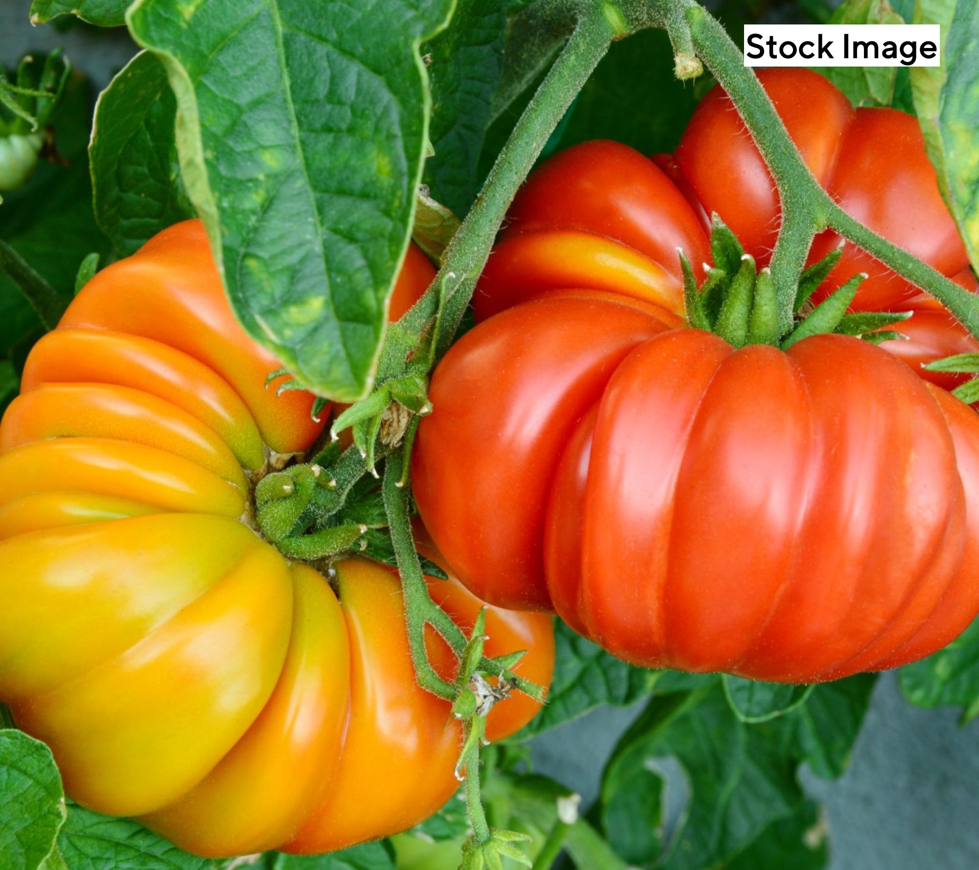 Ships 5/11/26 Cottage Farms 4pc Big &Tasty Tomatoes Fertilizer