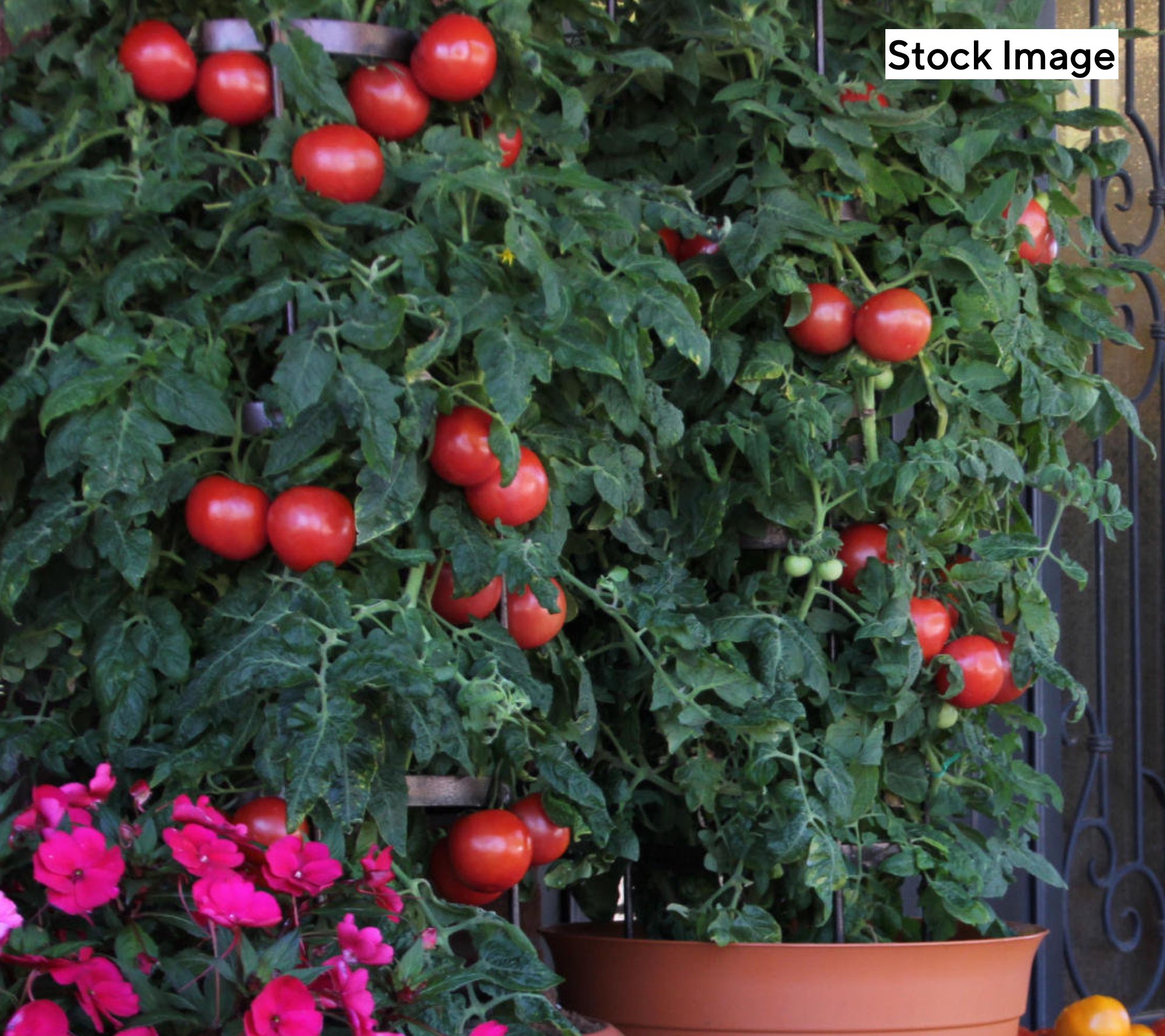 Ships 5/11/26 Cottage Farms 4pc Big &Tasty Tomatoes Fertilizer