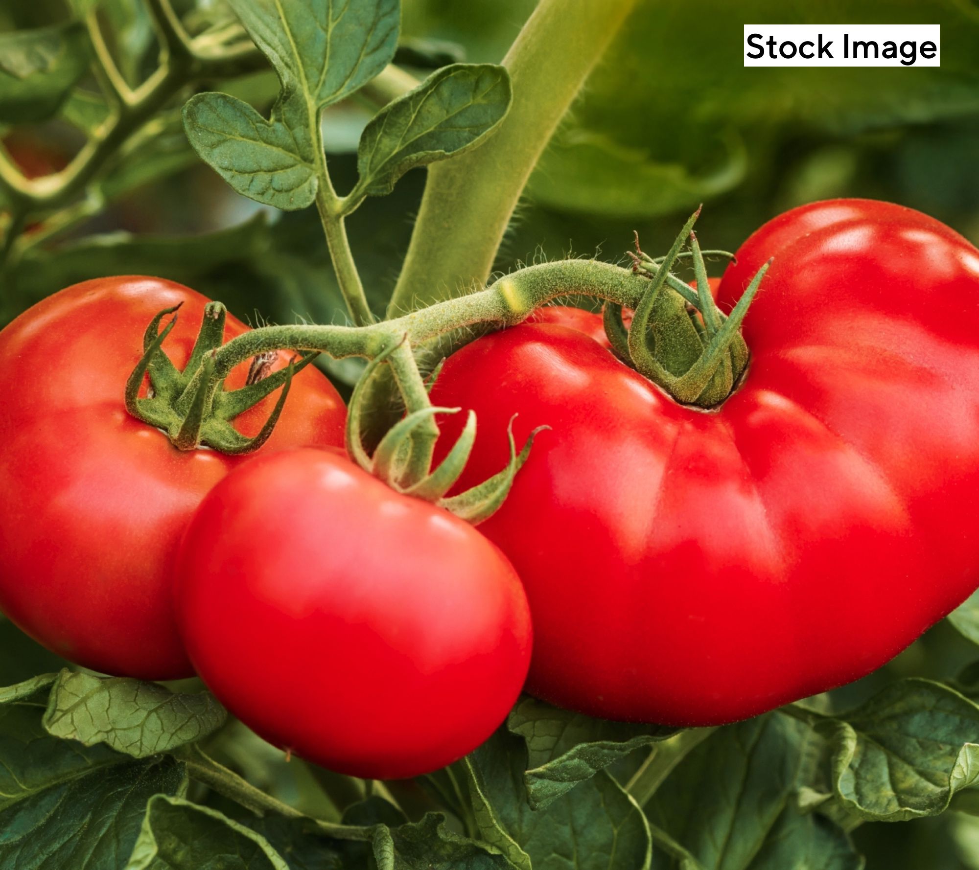 Ships 5/11/26 Cottage Farms 4pc Big &Tasty Tomatoes Fertilizer