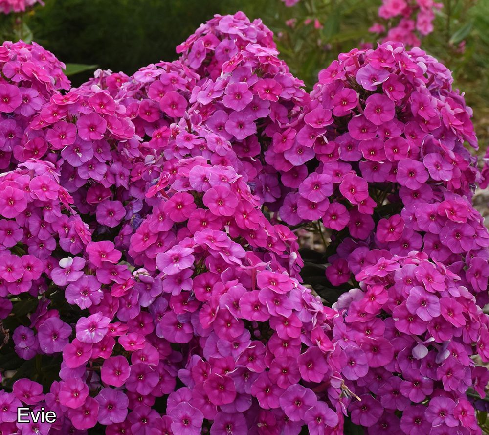 Roberta's 4-Piece Large Flowering Phlox Live Plants
