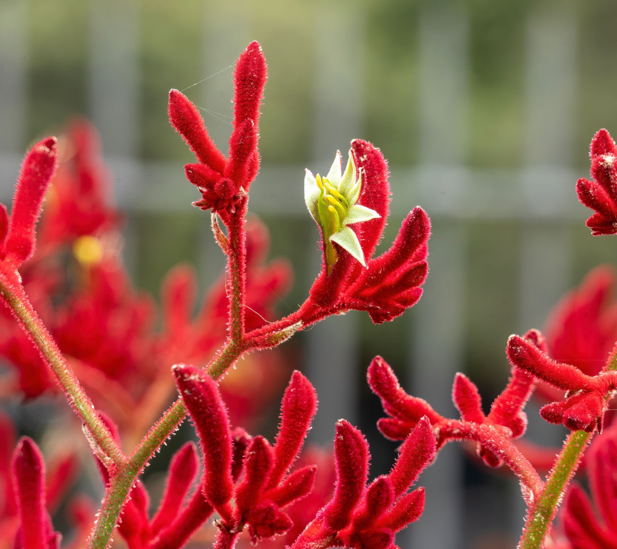 Girl Next Door 2-piece Kangaroo Paw Live Plants