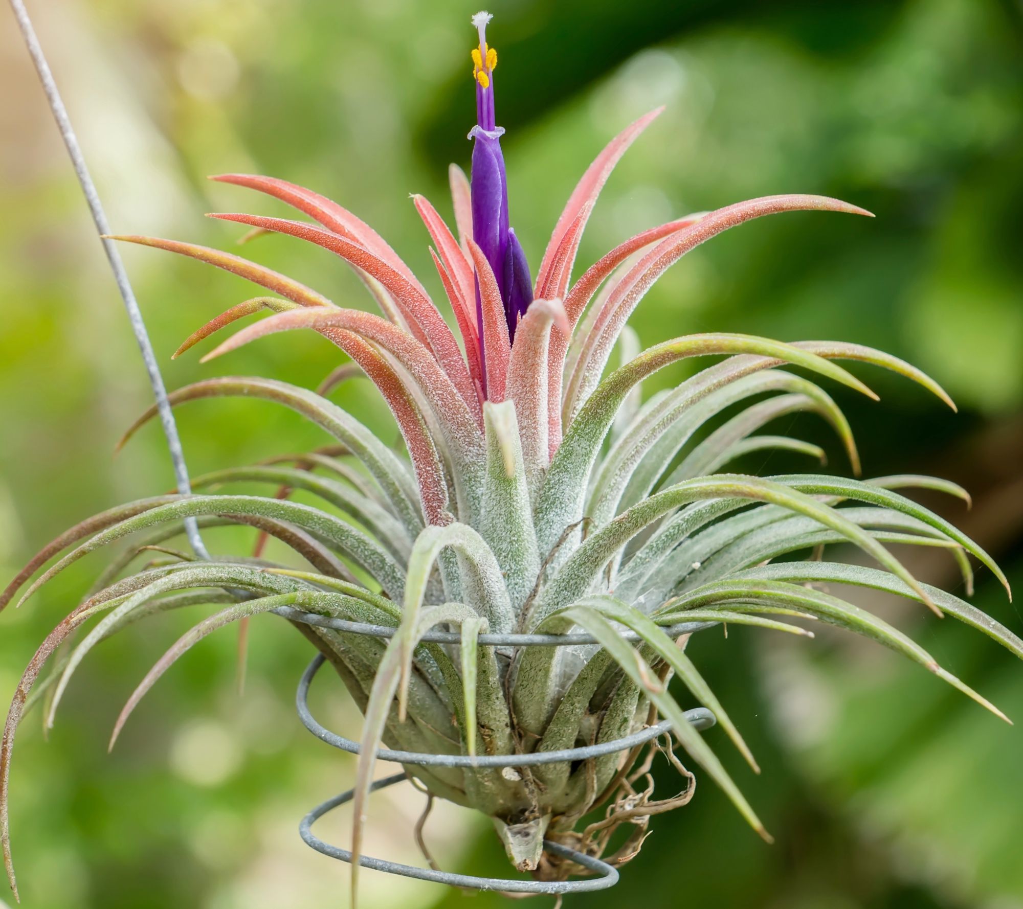 Roberta's 3-pc Fairy Garden Collection with Terrarium