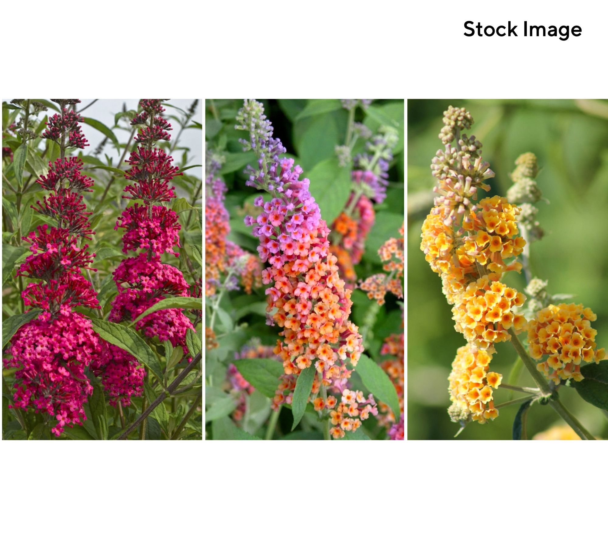 Cottage Farms 3-Piece Multicolor Butterfly Bush Live Plants