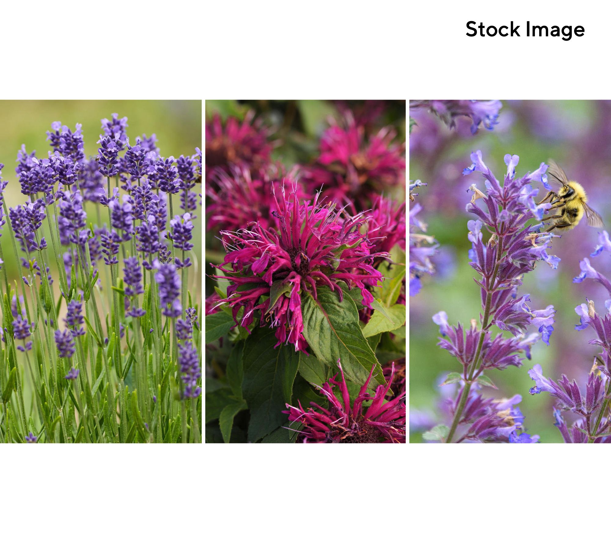 Cottage Farms 3-Piece Bugs Away Perennial Garden Live Plants