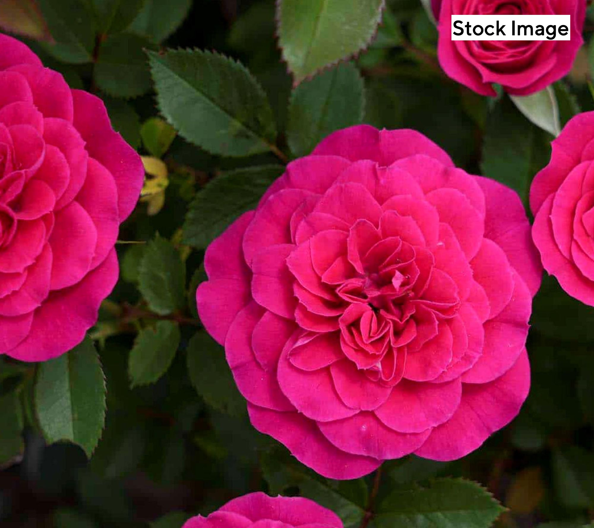 Cottage Farms 3-Piece Dragon Fruit Mini Rose Plant with Fertilizer