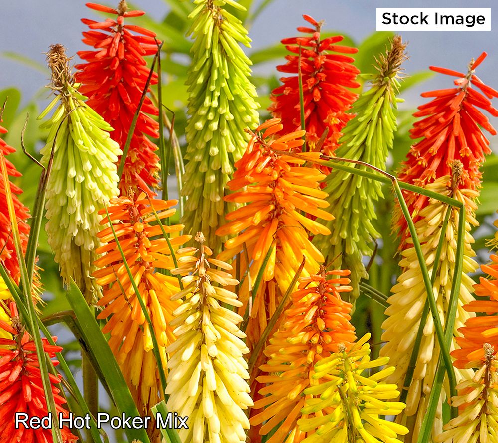 Barbara King 3Piece Red Hot Poker Mix Live Plants