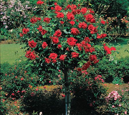 Park's Easy Care Mister Lincoln Tree Rose — QVC.com