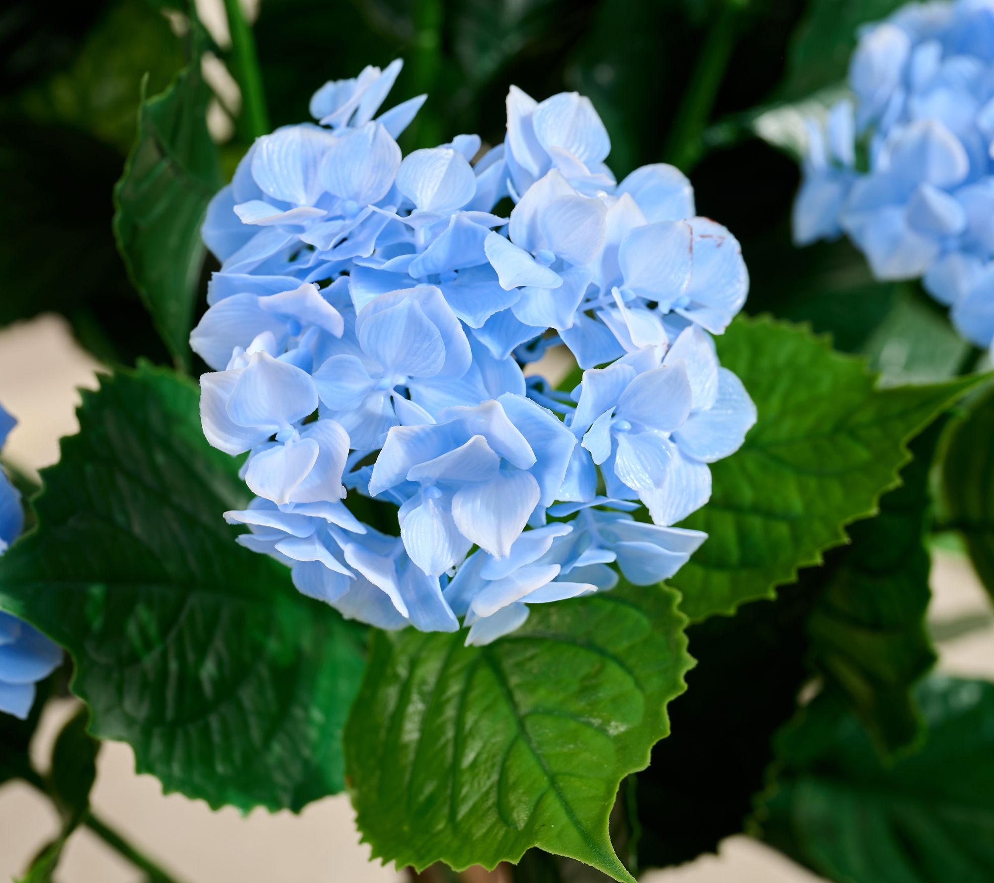 Hydrangea heaven in Monroe, WA | Monroe Floral