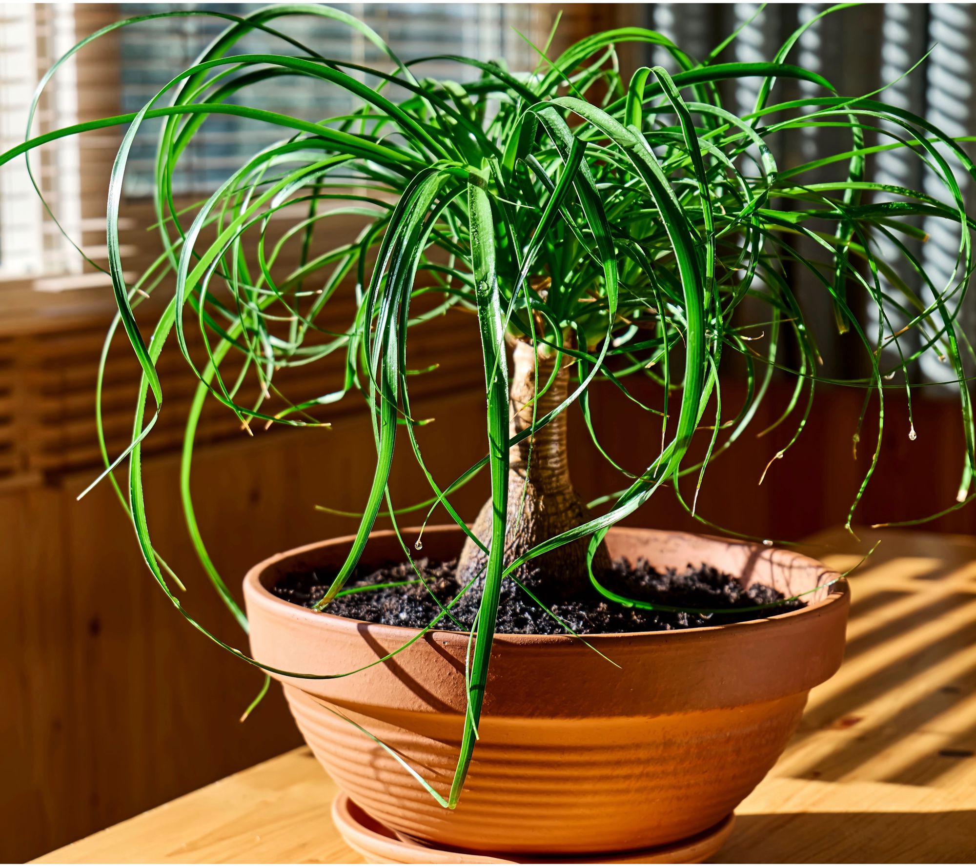 Ships 4/27/26 Girl Next Door 1pc Lived Pony Tail Palm Plant