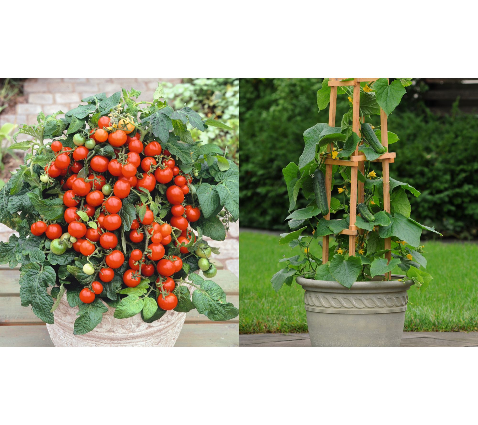 Roberta's 2pc Mini Cucumbers and Cherry Tomatoes Live Plants