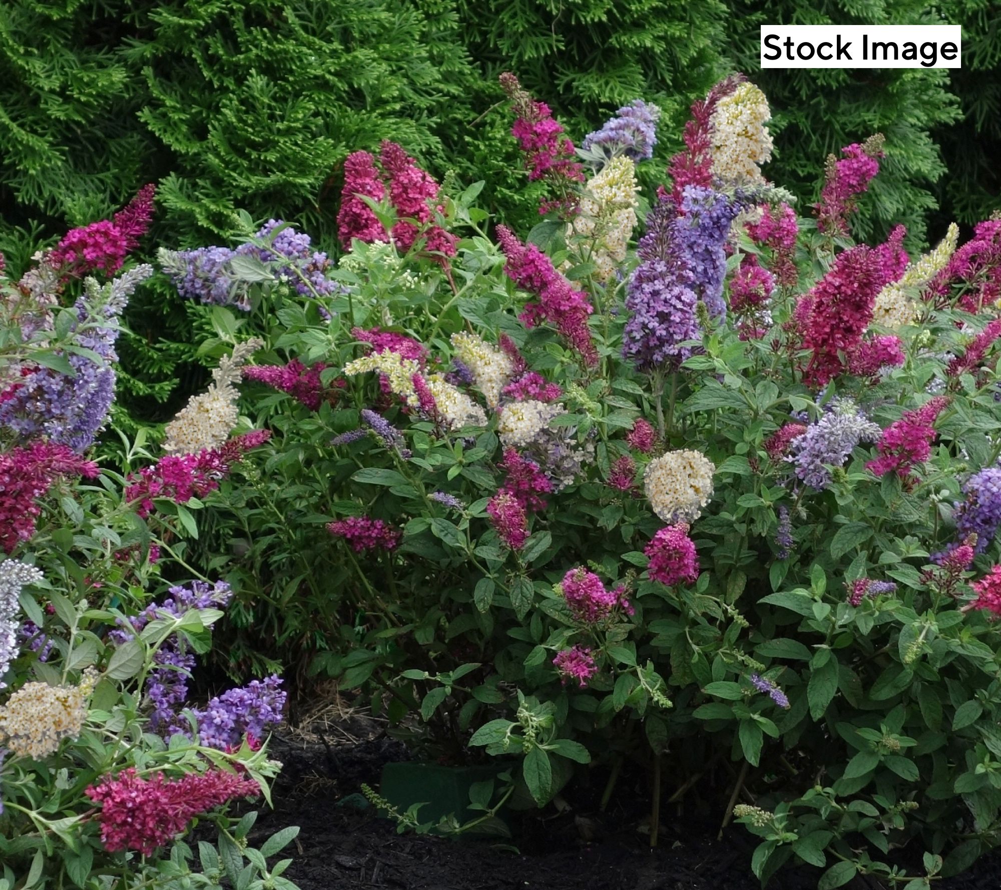 Cottage Farms 2-Piece Triple Twist Butterfly Bush Live Plants