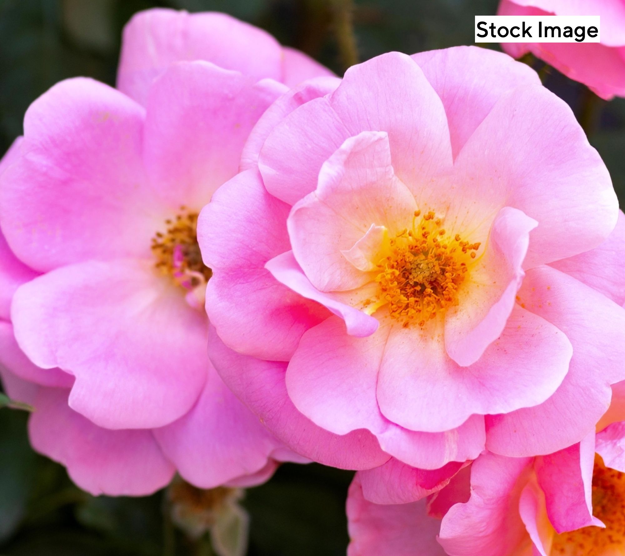 Cottage Farms 1-Piece Peachy Knock Out Rose Plant with Fertilizer