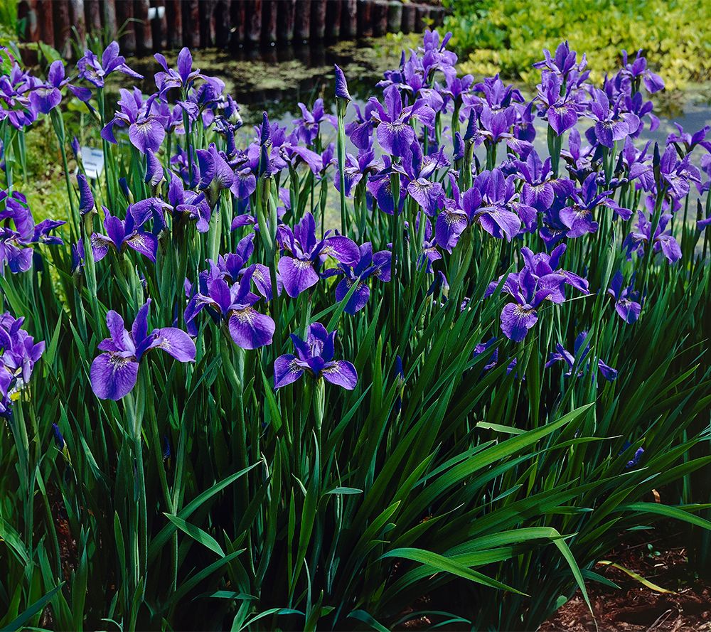 Iris sibirica 'Blue King'  BBC Gardeners World Magazine