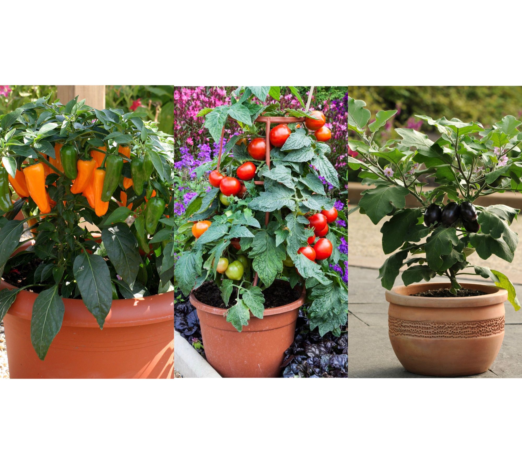  Roberta's 3-Piece Patio Veggies Variety-Pak Live Plants - M138829