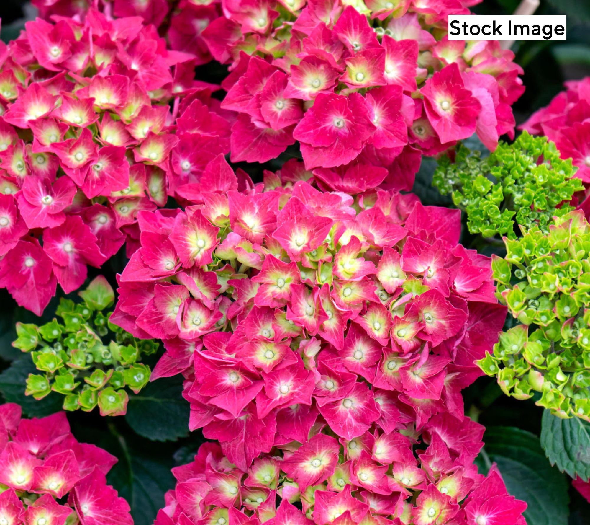 Cottage Farms 2-Piece Glowing Embers Hydrangea Live Plants