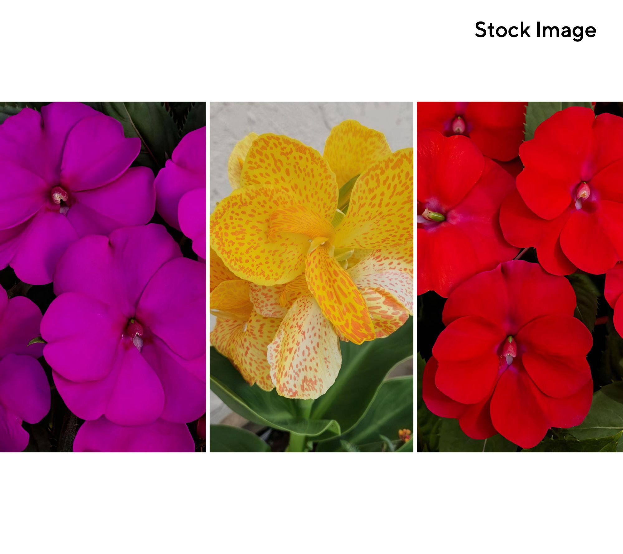 Cottage Farms 3-Piece Flowering Patio SunPatiens Combo Plants