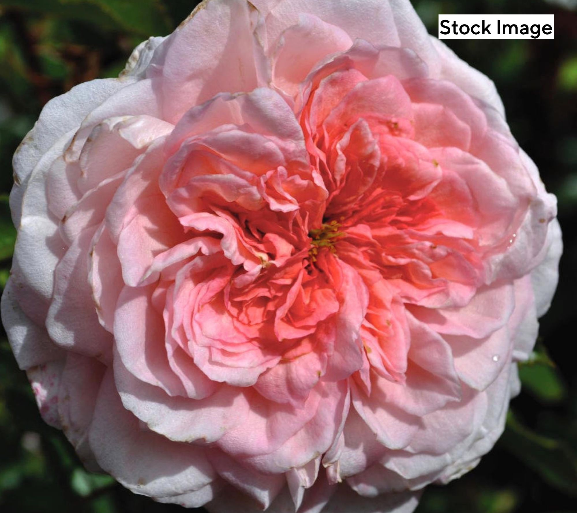 Cottage Farms 1-Piece Savannah Sunbelt Rose with Fertilizer