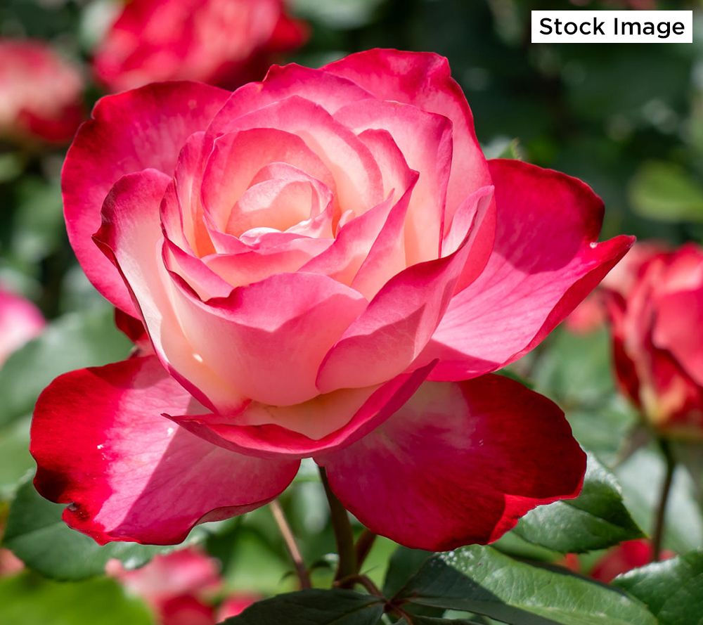 Cottage Farms 1-Piece 2-N-1 Pastel Tree Rose Bareroot Plant
