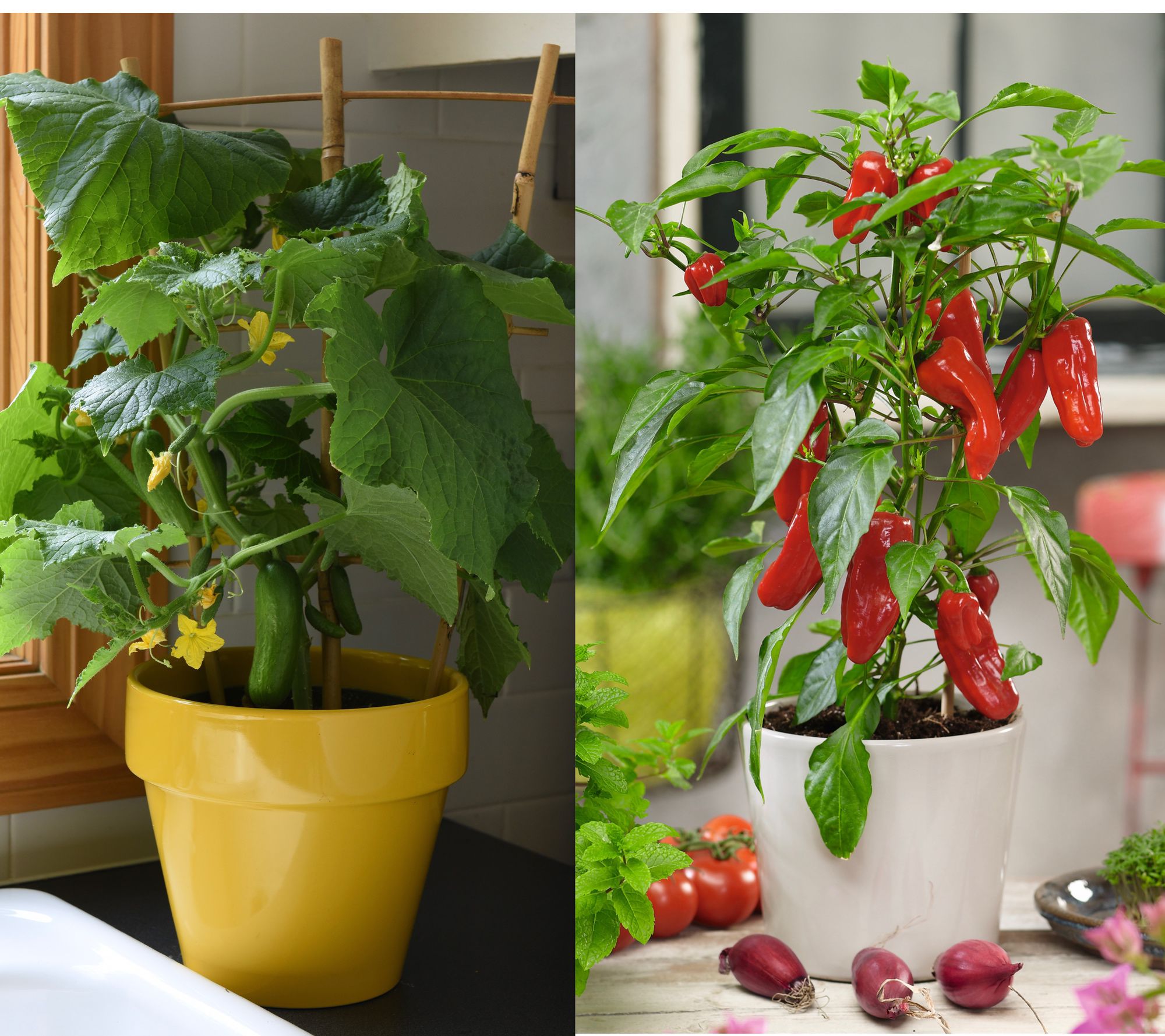 Girl Next Door 3-Piece Kitchen Minis Veggies Live Plants