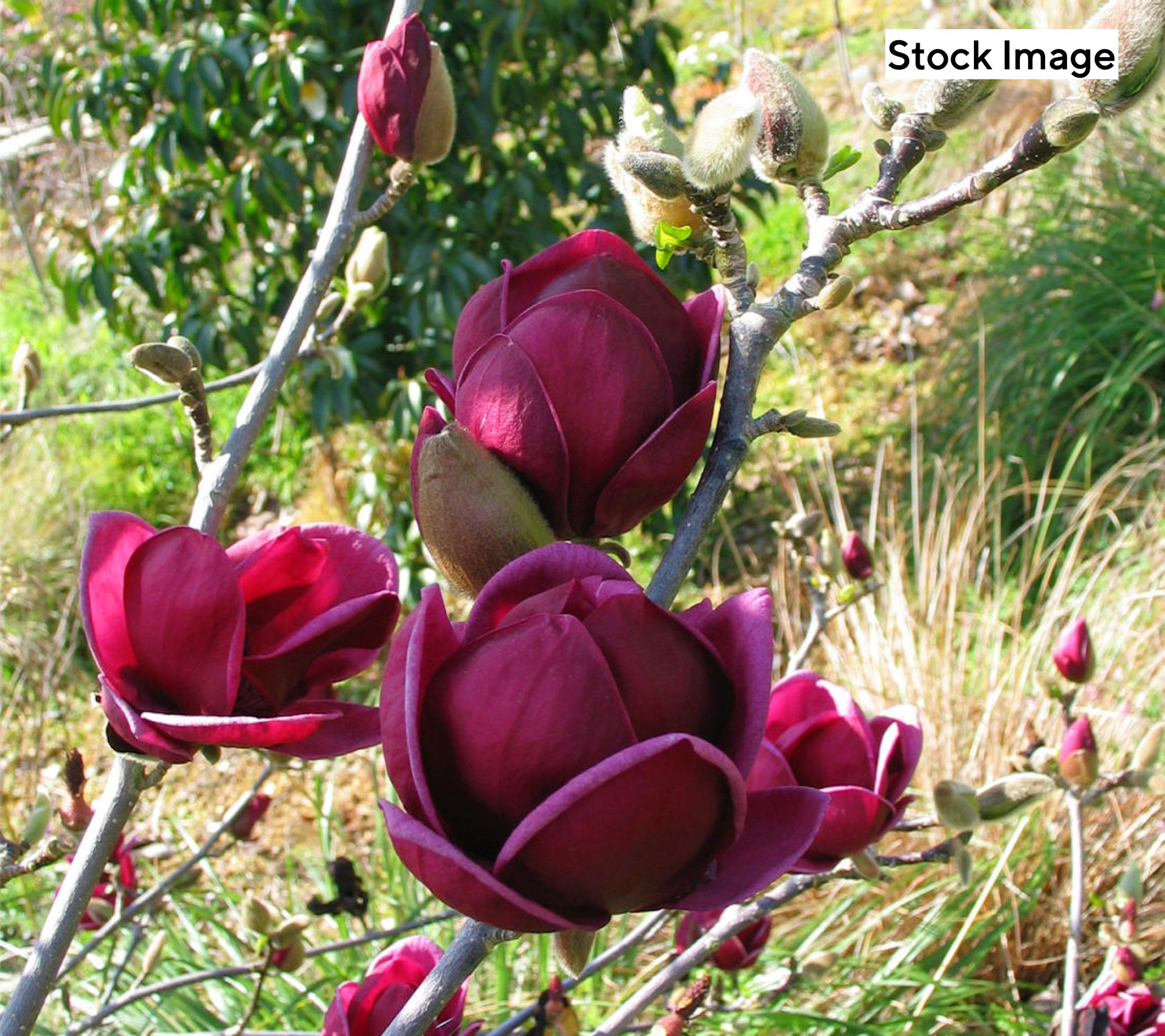 Cottage Farms 1-Piece Reblooming Magnolia Tree Live Plant
