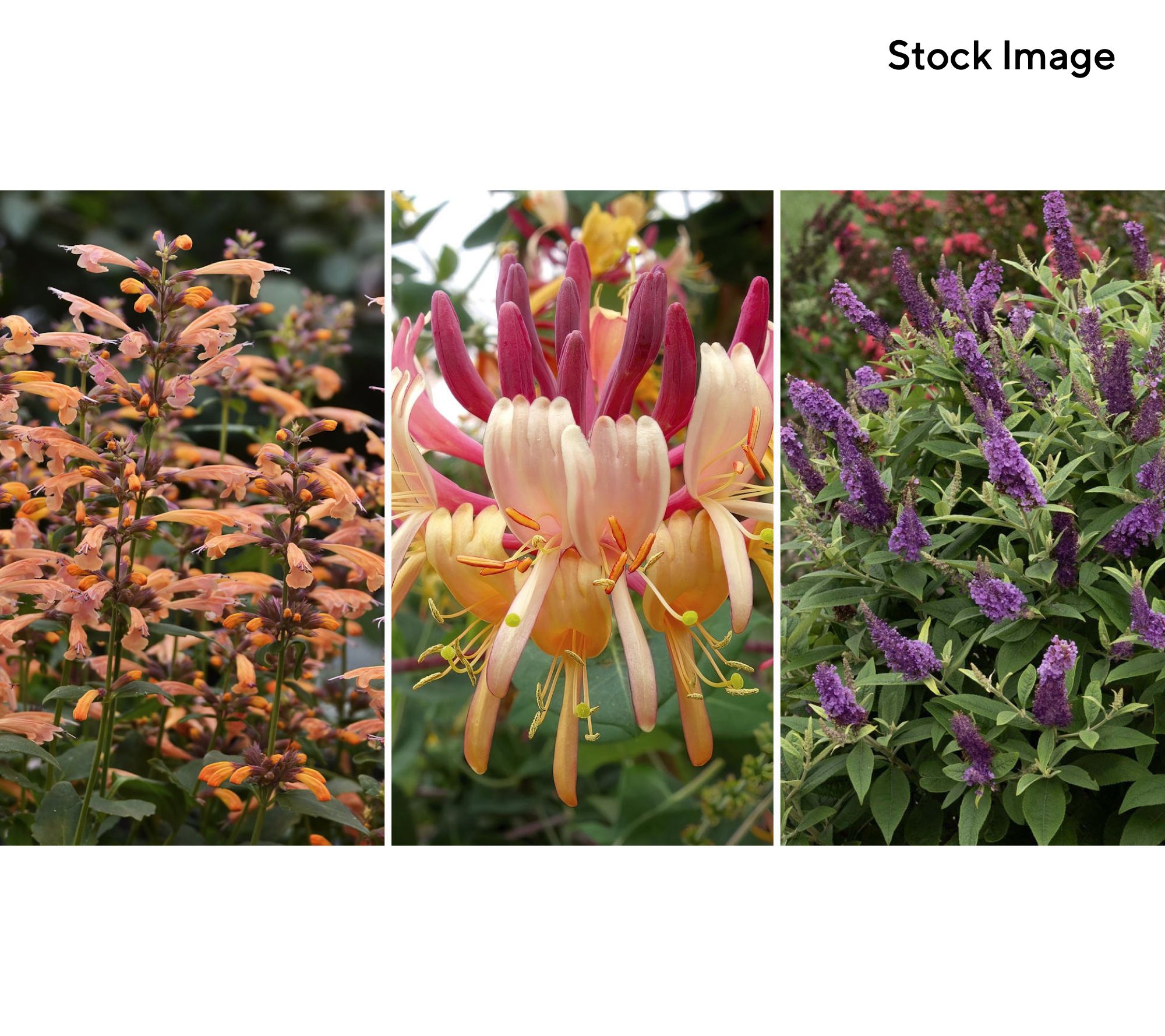 Cottage Farms 3-Piece Nature's Fragrance Garden Plants