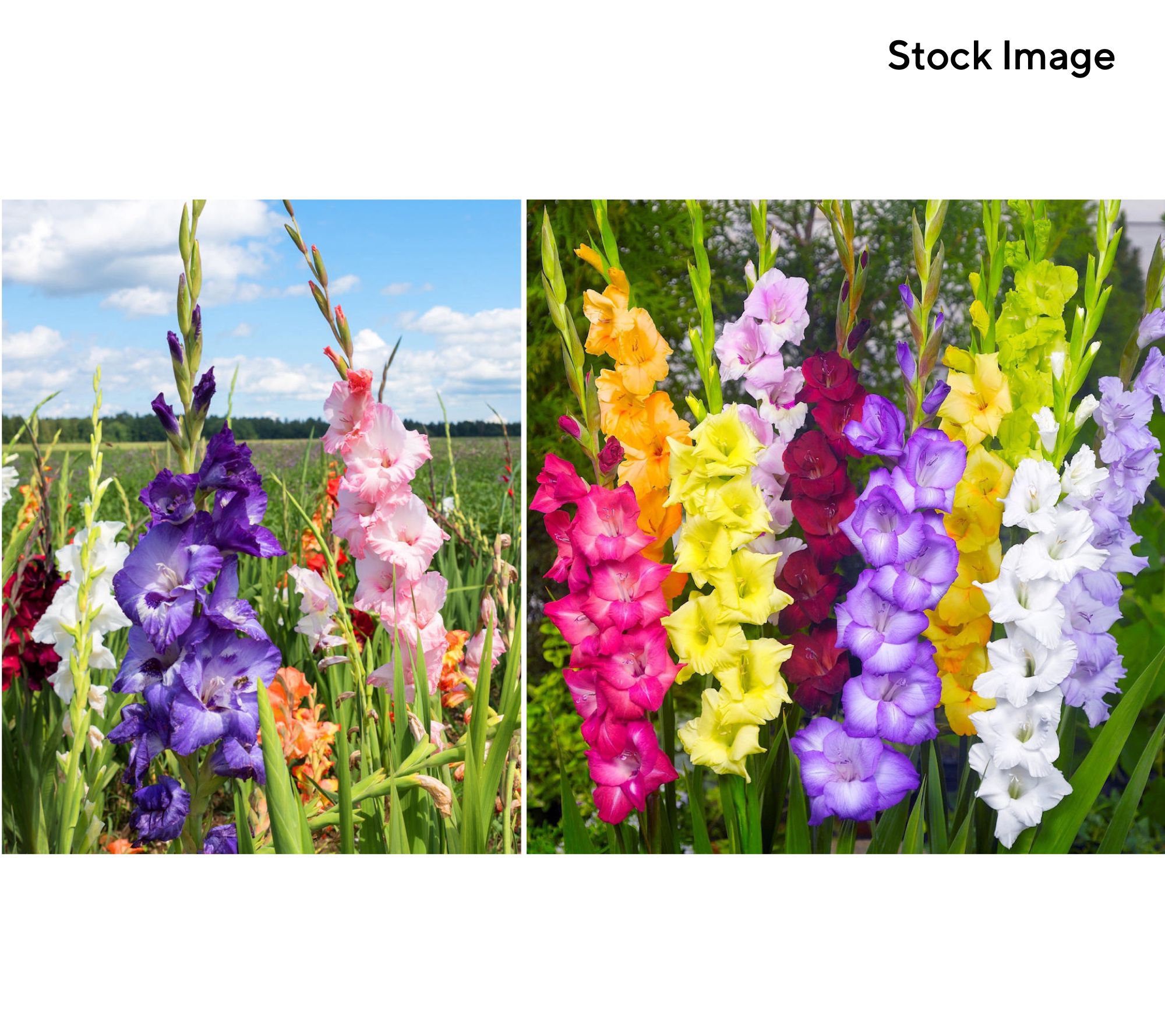 Cottage Farms 25-Piece Rainbow Gladiolus Bulbs