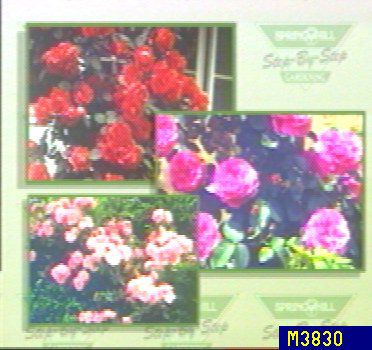 Climbing Sub-Zero Rose Collection - QVC.com