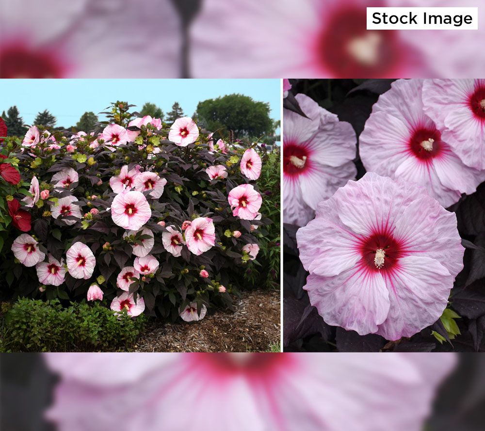 Cottage Farms 2 Piece Ravishing Hardy Hibiscus Live Bareroot Plants 5499