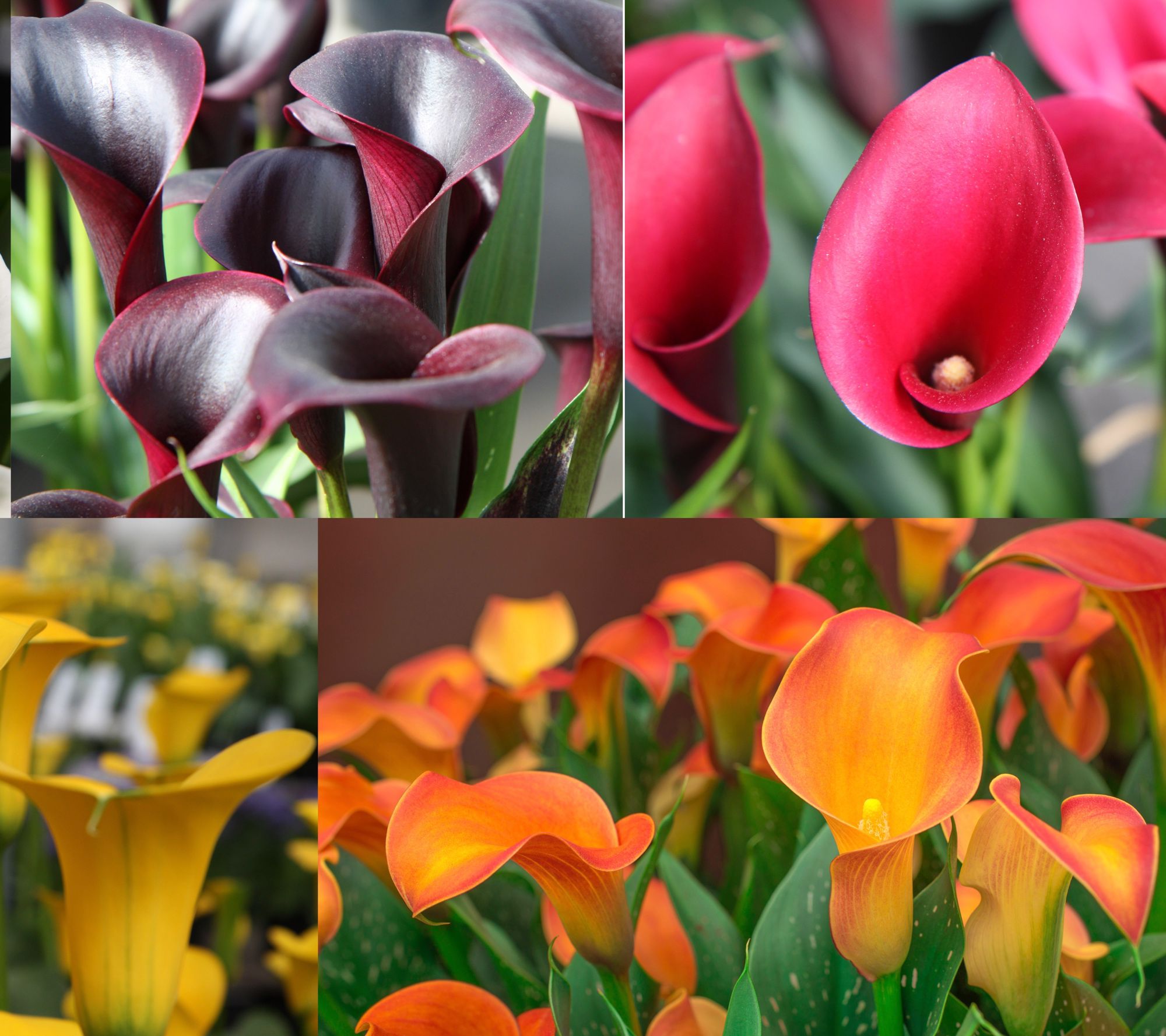 Roberta's 5-Piece Long Blooming Calla Lilies Live Bulbs