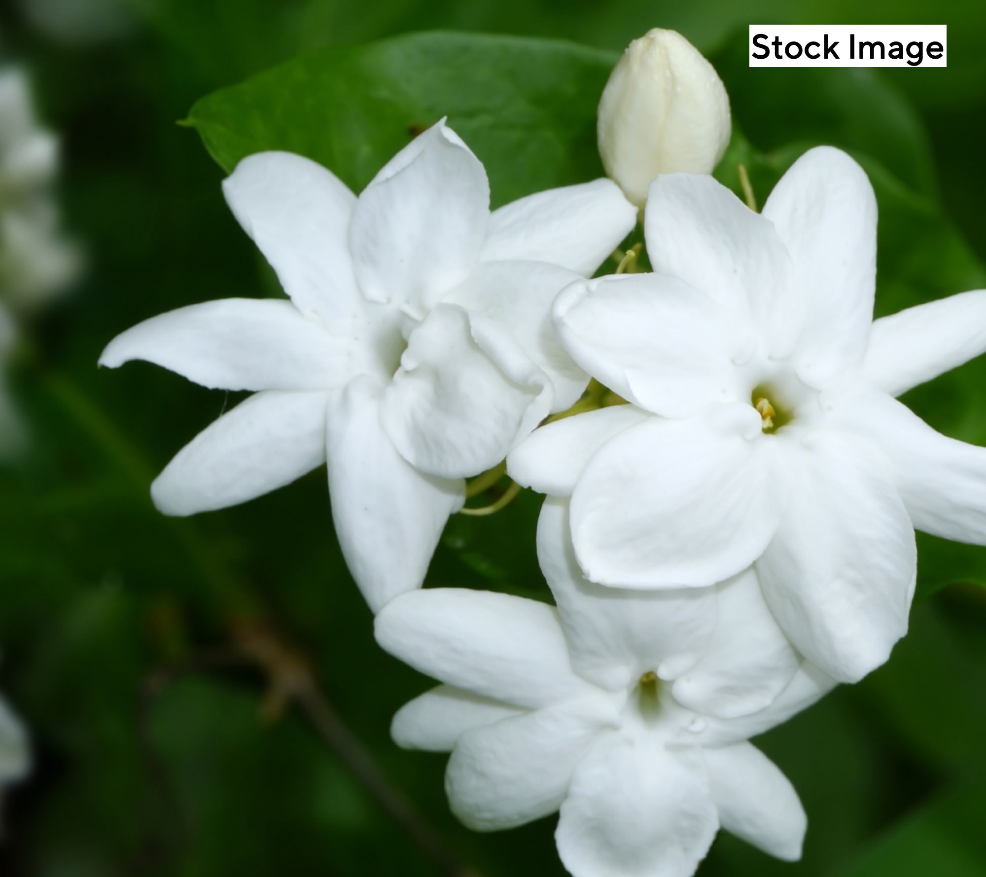 Cottage Farms 2-Piece Fragrant Arabian Jasmine Live Plants