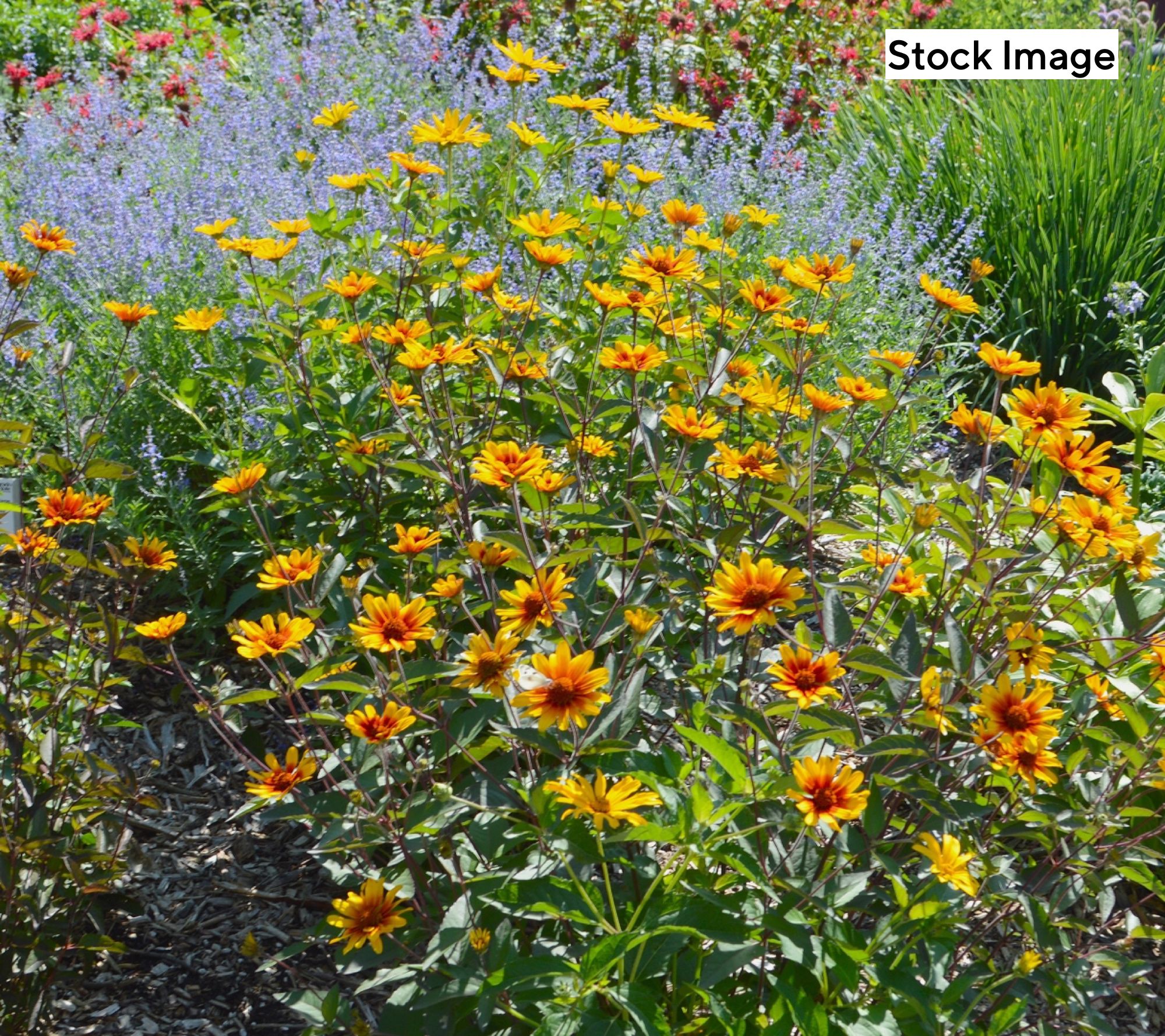 Cottage Farms 3-Piece Burning Hearts Perennial Sunflowers