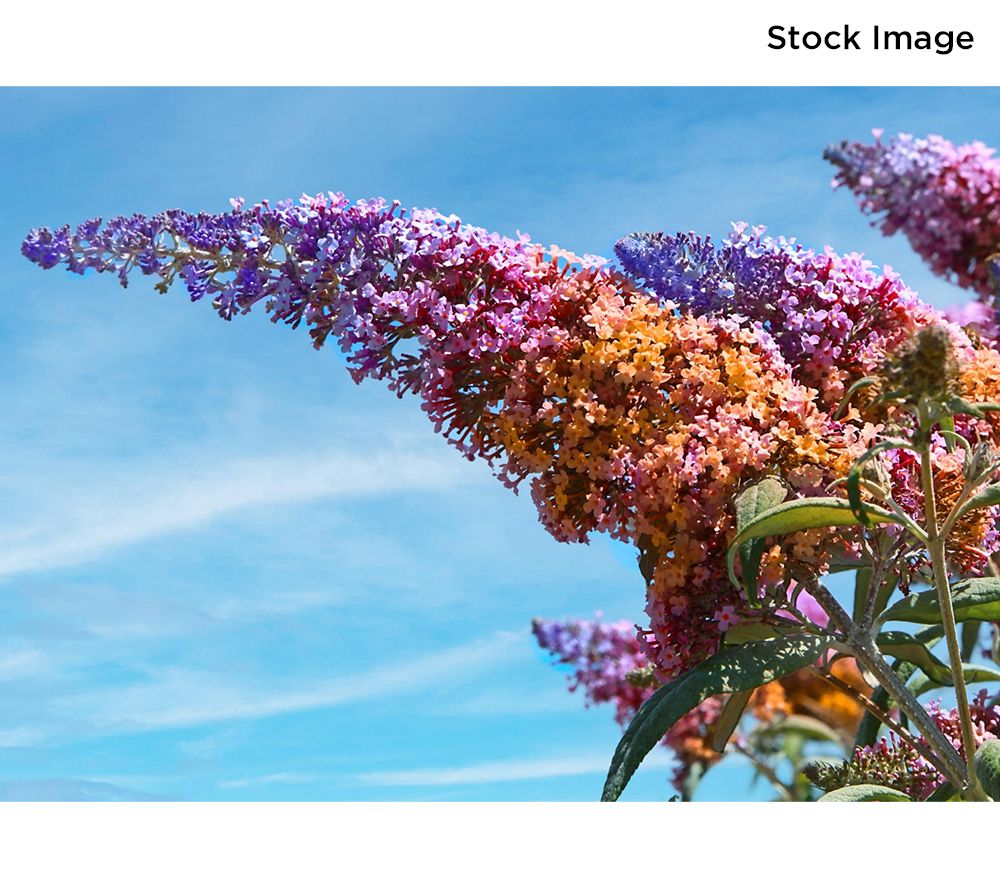 Cottage Farms 2Piece Showtime Butterfly Bush Plants