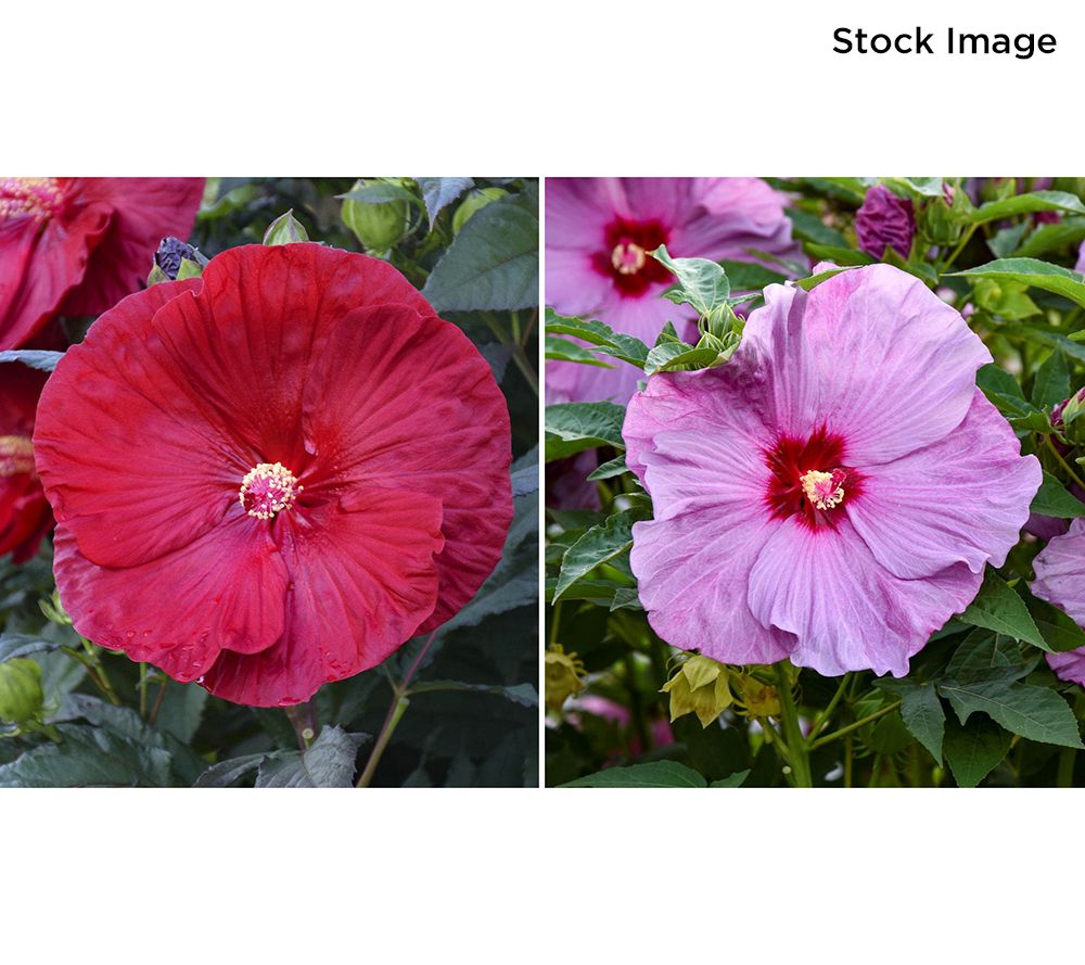 Cottage Farms 2-Piece Color Crush Hibiscus Duo Bareroot Plants