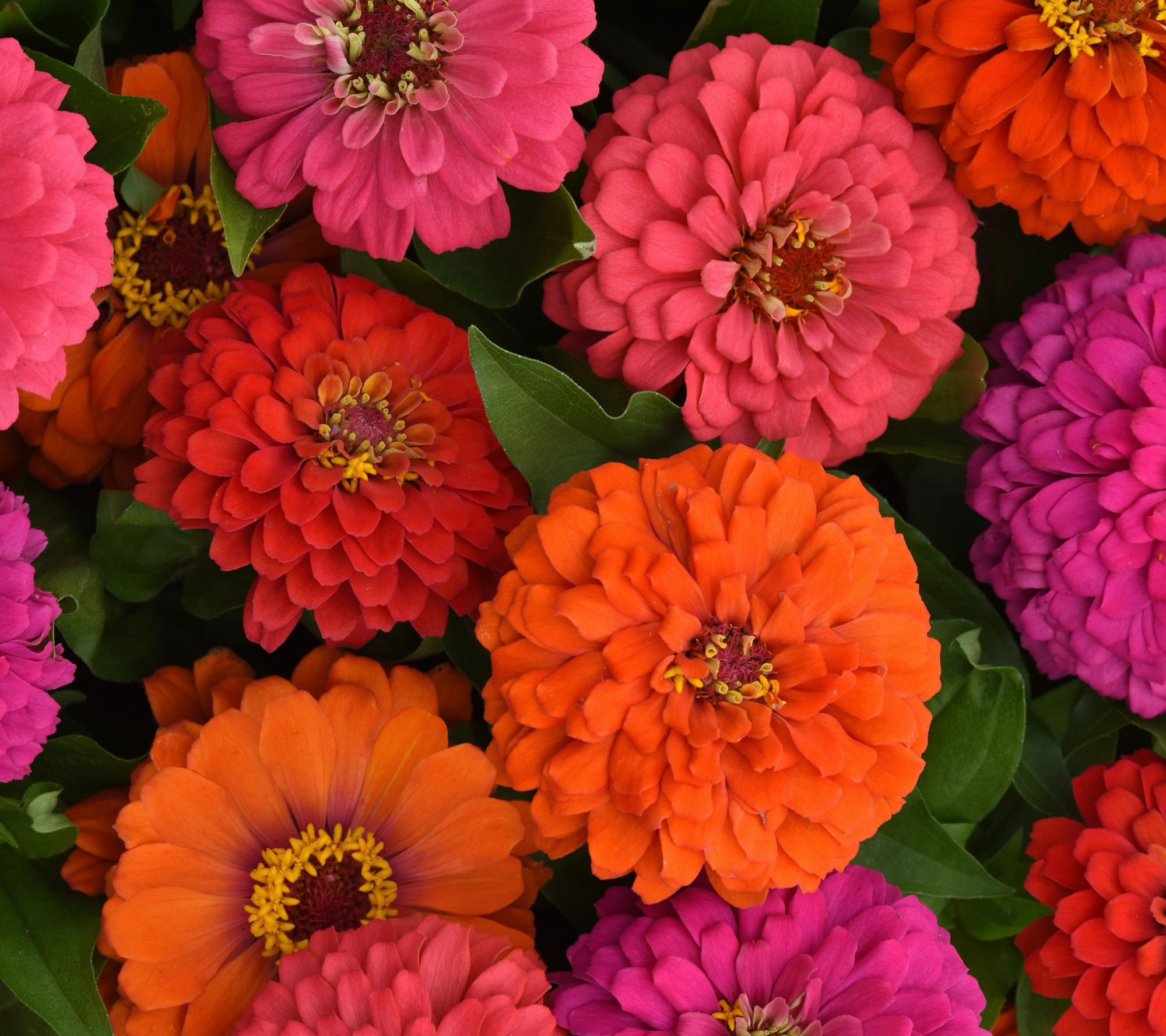 Girl Next Door 3-Piece Zinnia Elegant Mix Live Plants