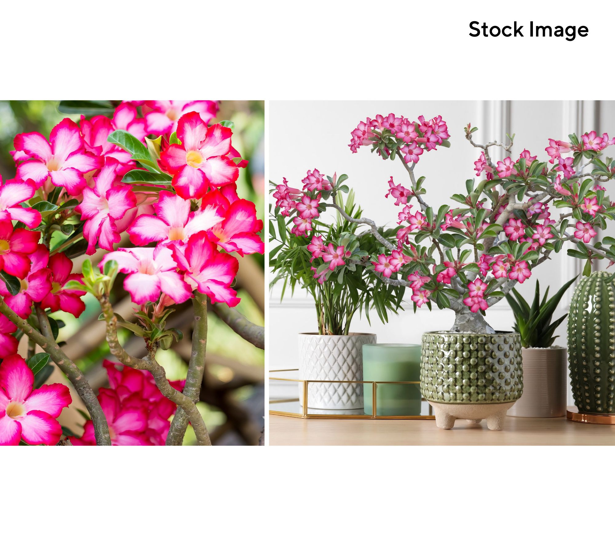 Cottage Farms 1-Piece Desert Rose Live Plant