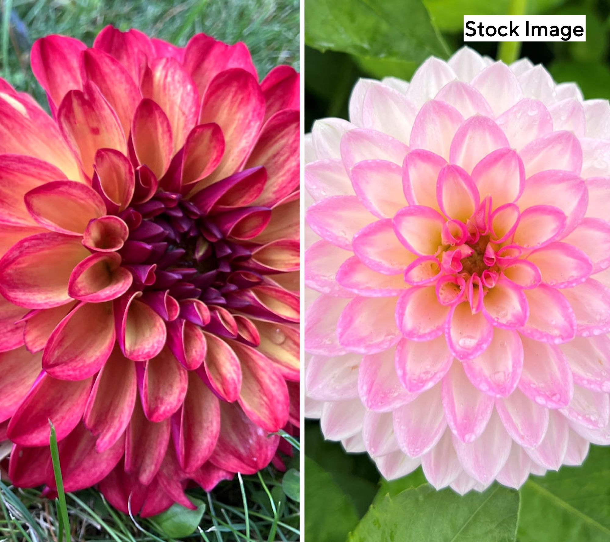 Cottage Farms 3-Piece Decorative Dahlia Collection