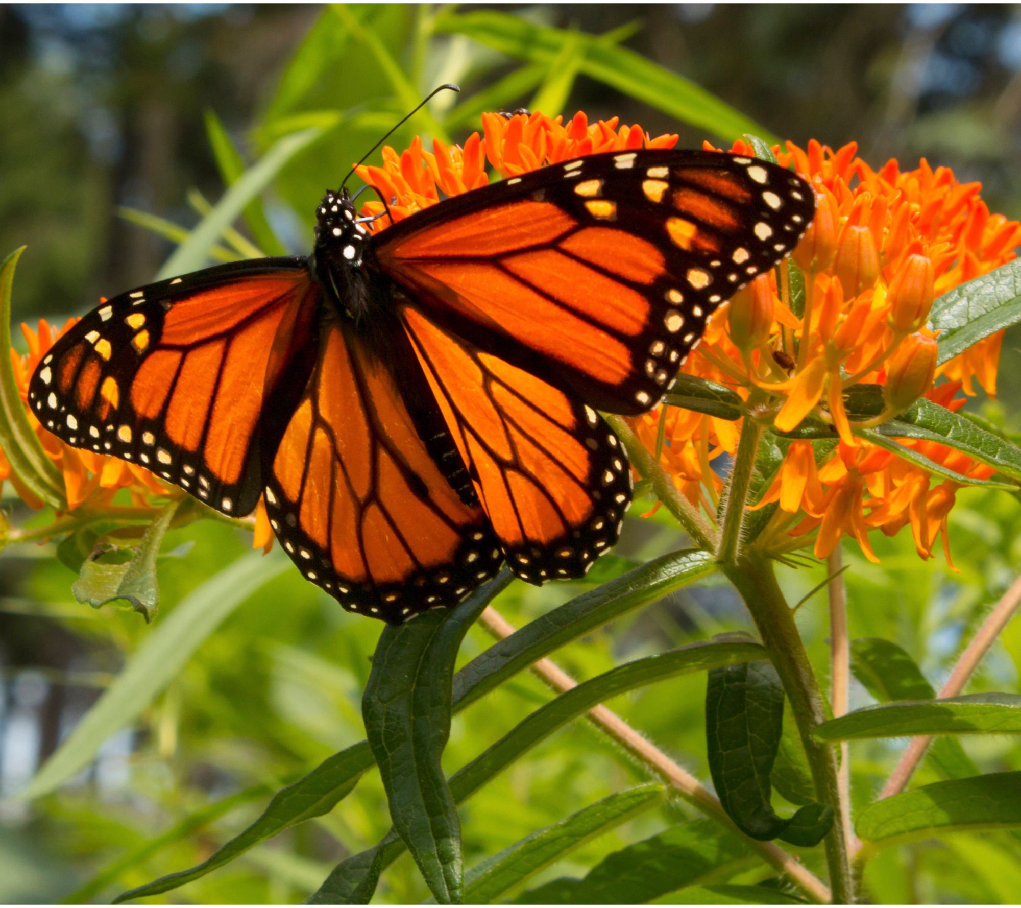 Roberta's 3pc Native Asclepia Butterfly Bouquet Plants