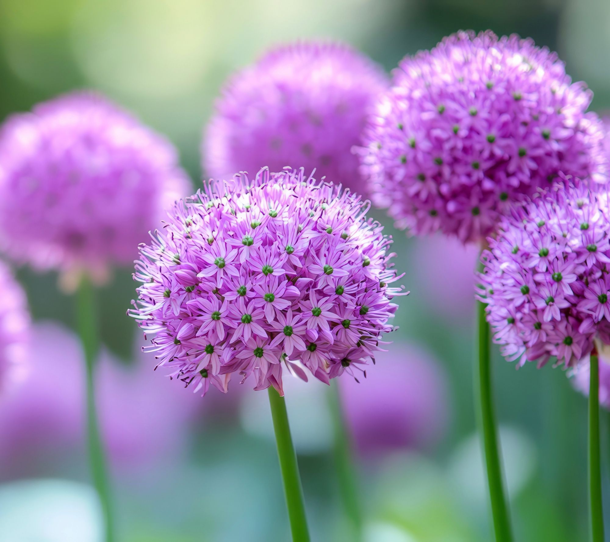 Roberta's 2-Piece Cobalt Millenium Allium Plant