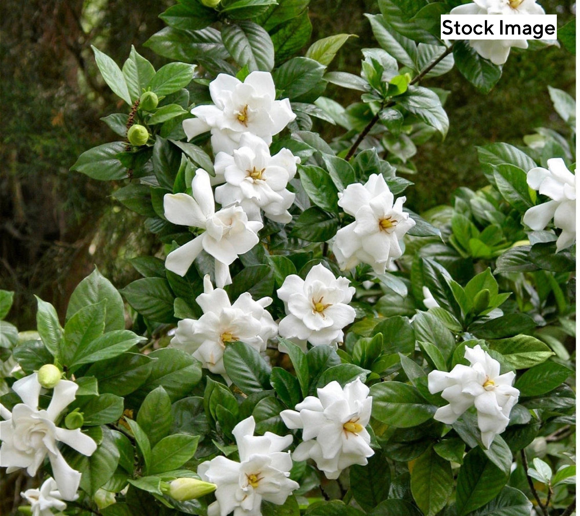 Cottage Farms 2pc Reblooming Buttons Gardenia Live Plants