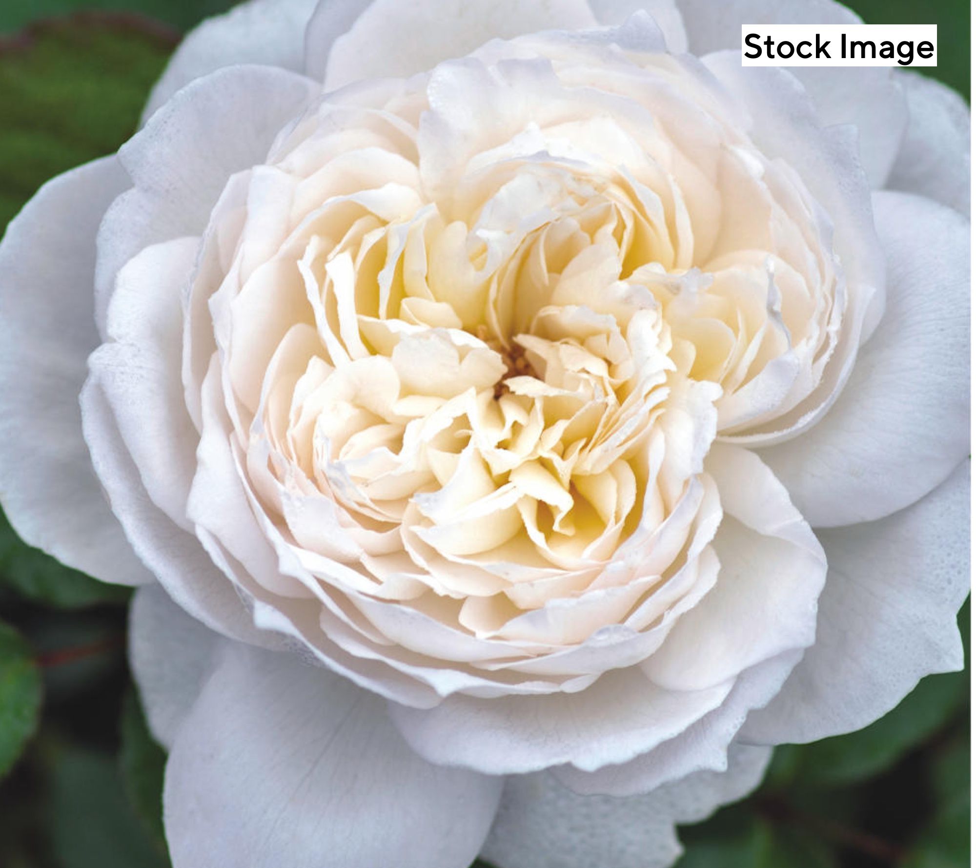 Cottage Farms 1-Piece Bolero Rose Bareroot