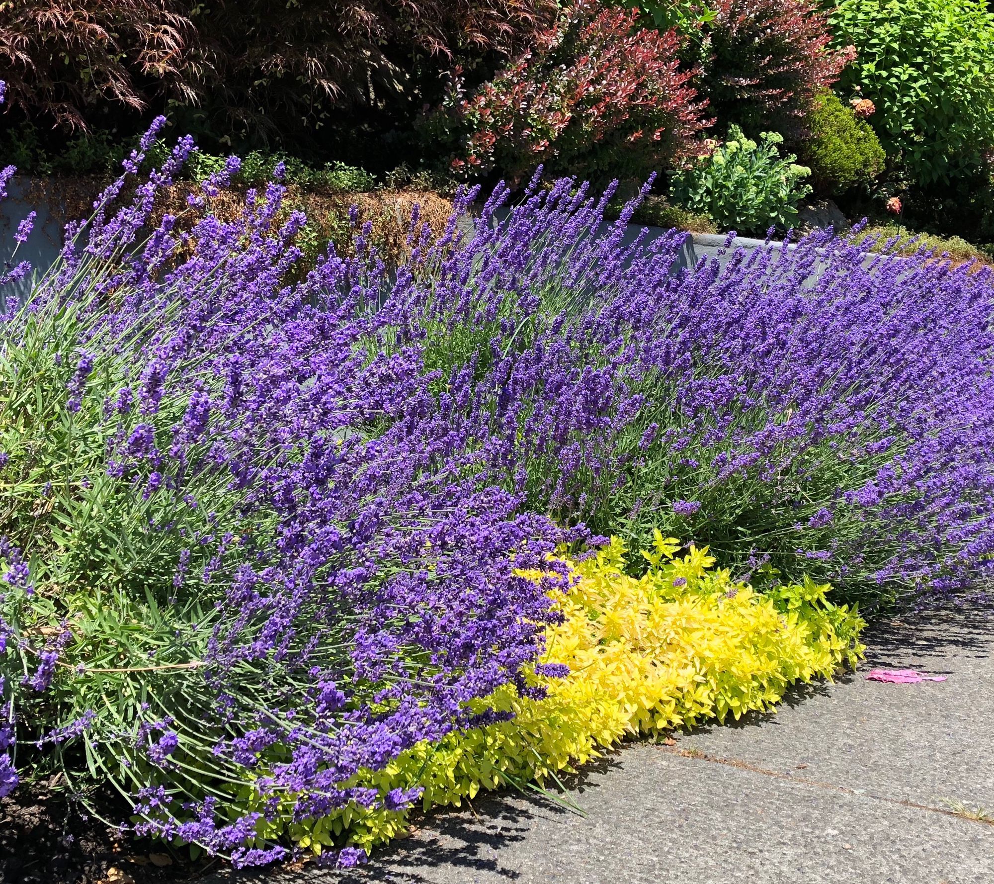 Roberta's 4-Piece Sensational Lavender Live Plants