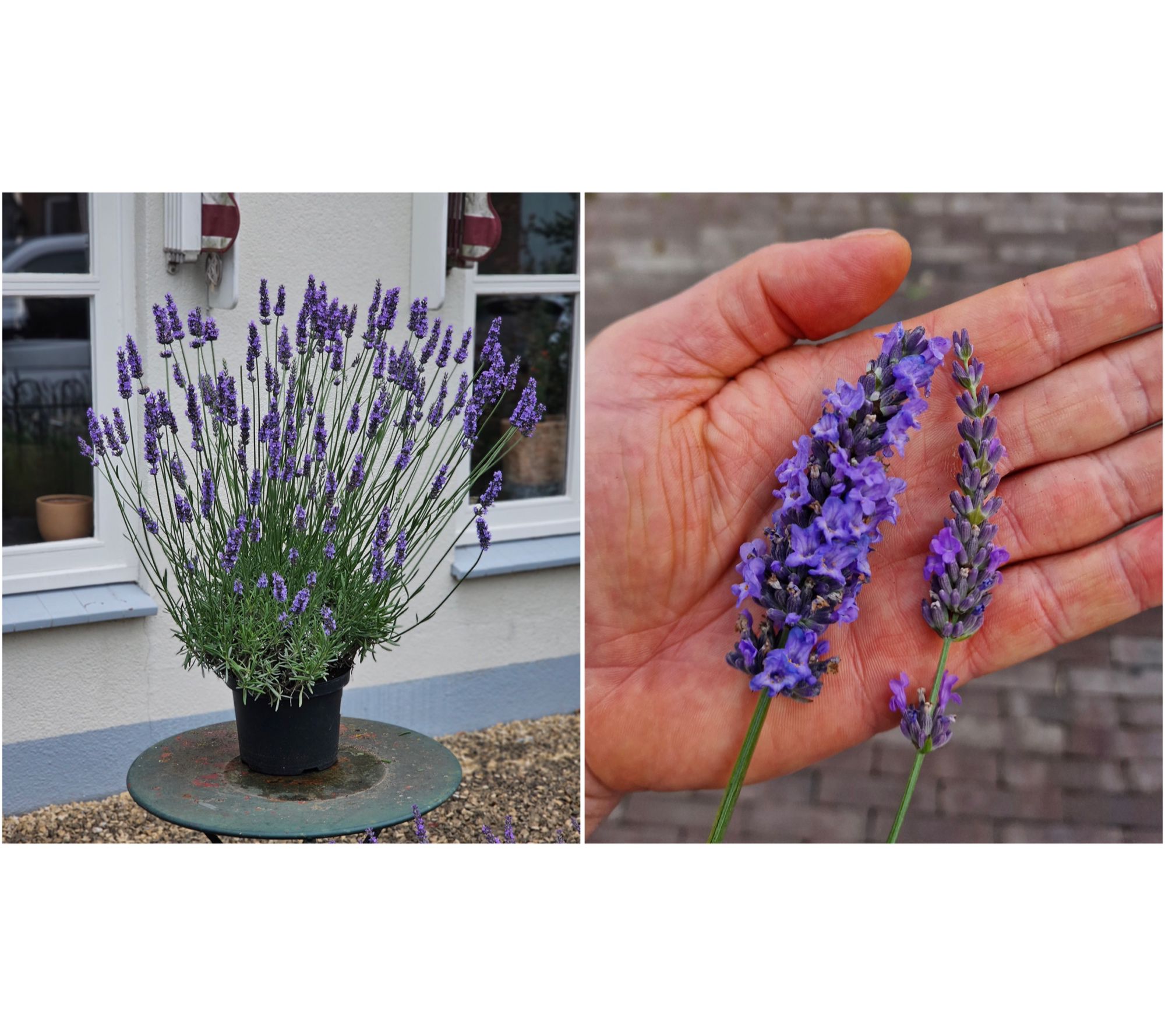Roberta's 4-Piece Sensational Lavender Live Plants - QVC.com
