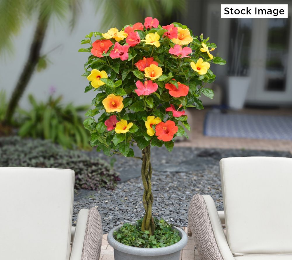Cottage Farms 1-Piece Tropical Sunset Braided Hibiscus Plant
