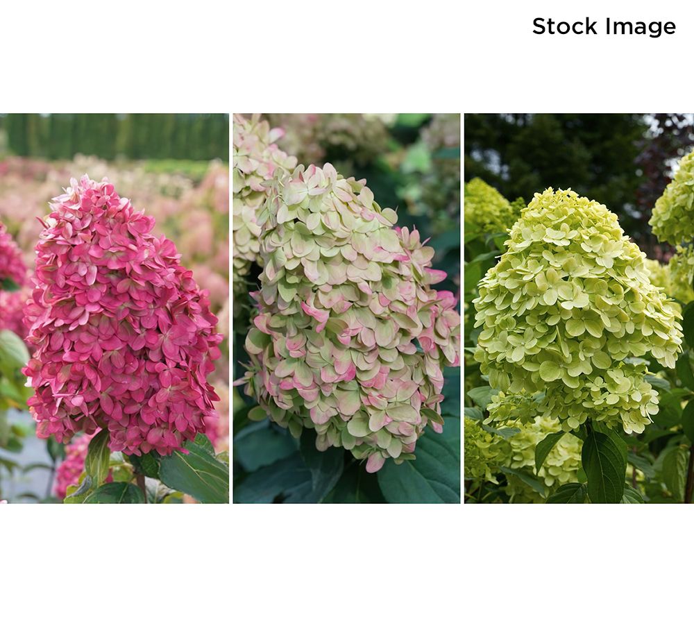 Cottage Farms 1-Piece Pink-A-Boo Hydrangea Tree Live Plant