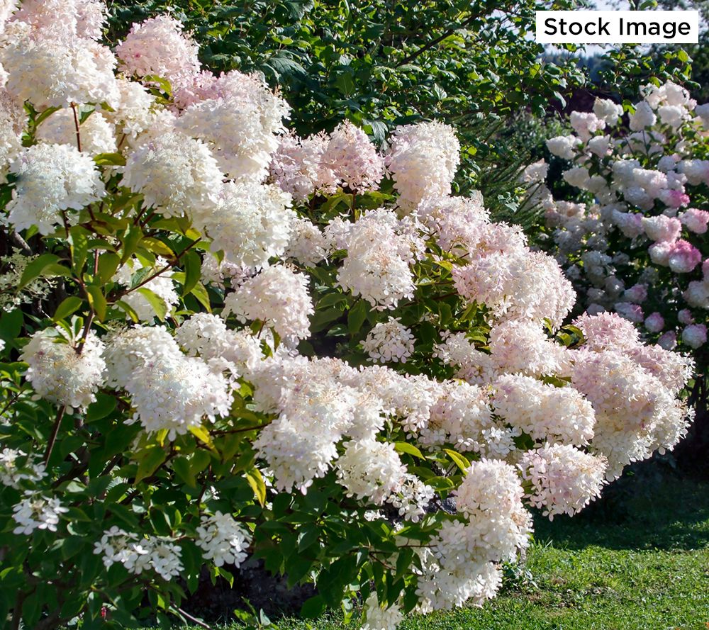 hydrangea0223ページ Spring To Fall, “Onyx Zebra” Hydrangea (4K) - 2024 - YouTube