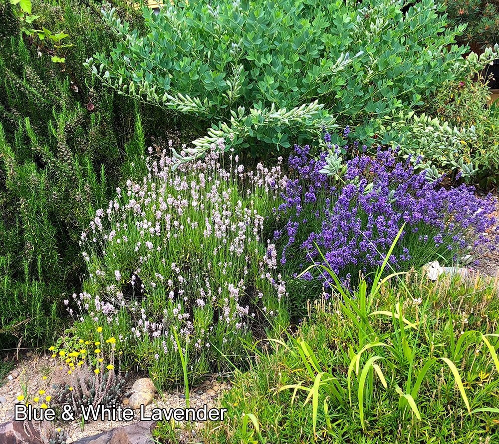 Roberta's 2-Piece 2-in-1 Blue & White Lavender Live Plants