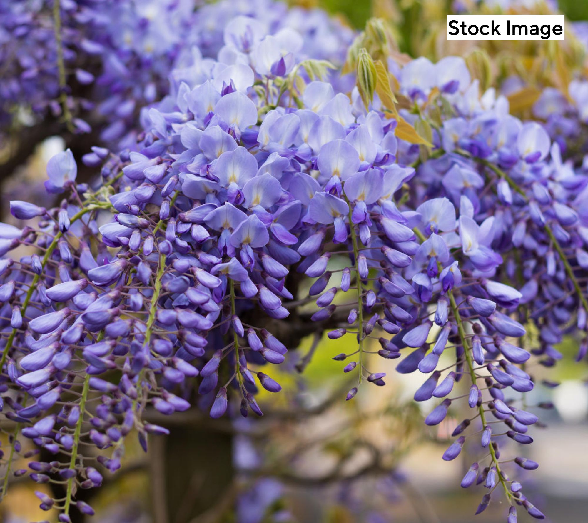 Cottage Farms 1-Piece Purple Power Wisteria Live Plant