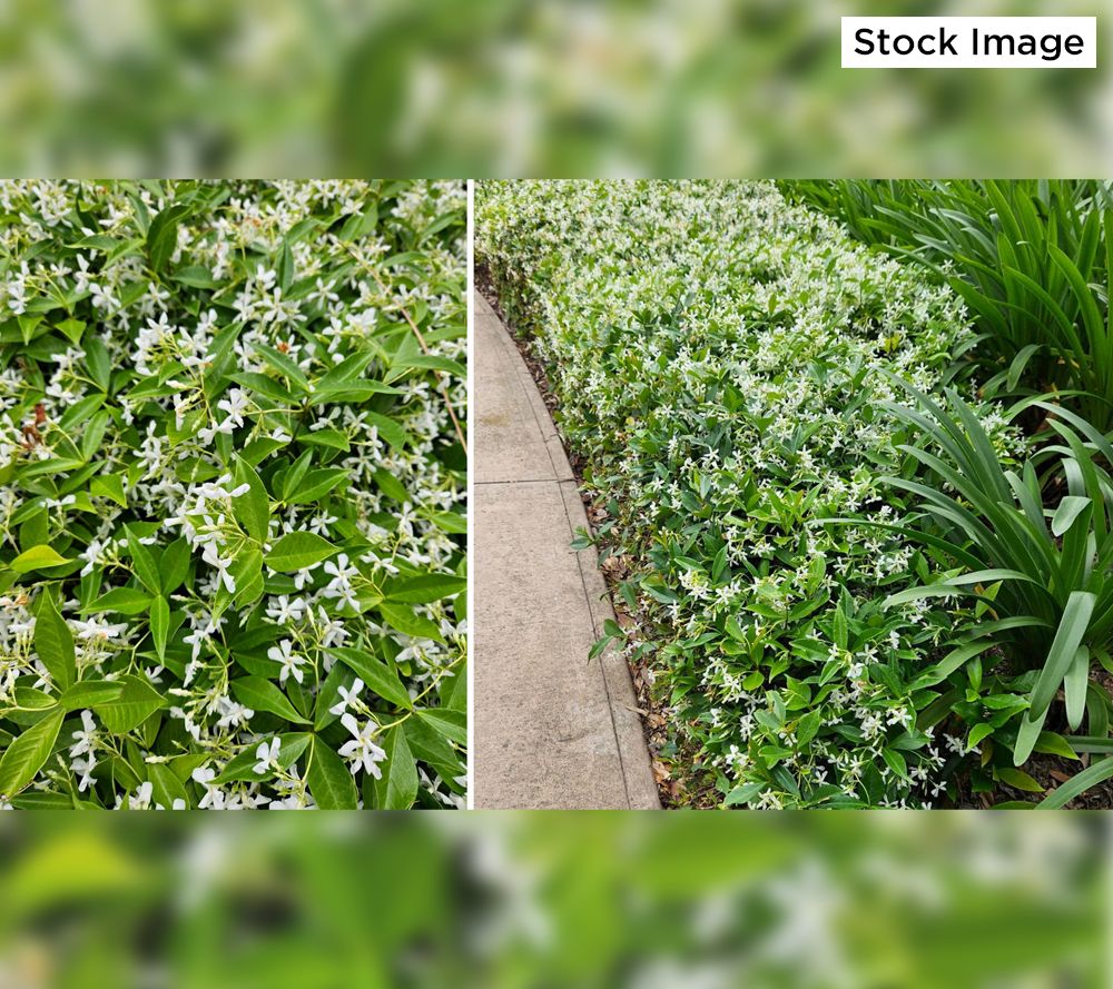 Cottage Farms 3Piece Star Jasmine Live Plants AutoDelivery