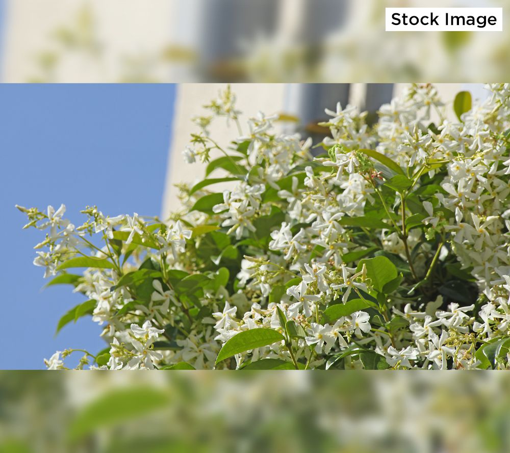 Cottage Farms 3Piece Star Jasmine Live Plants AutoDelivery