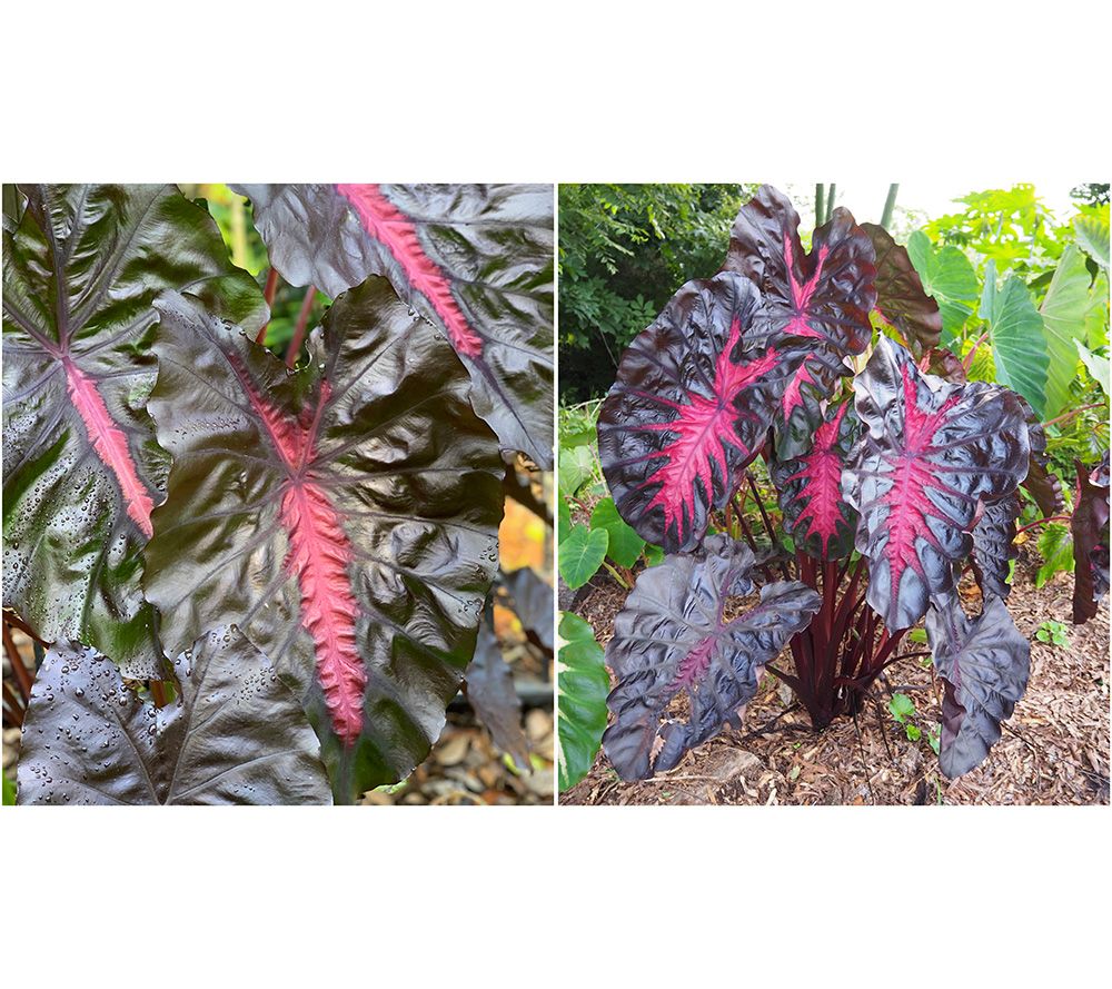 Roberta's 1-Piece Redemption Elephant Ear Live Plant